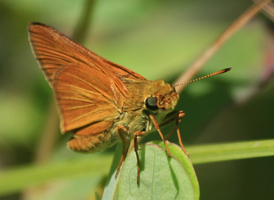 Dion Skipper